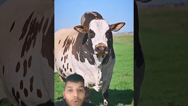 Beautiful bull guru tiktok guru tiktok / cow videos for youtube #shorts #shots #fyp #cow Beautiful bull guru tiktok guru tiktok / cow videos for youtube #shorts #shots #fyp #cow