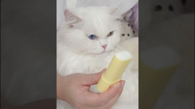 屁兜pidou的沉浸式足部清潔 spa asmr #asmr #cat #cats 屁兜pidou的沉浸式足部清潔 spa asmr #asmr #cat #cats