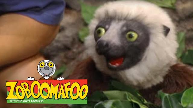 Zoboomafoo 201 - snakebellies (full episode) Zoboomafoo 201 - snakebellies (full episode)