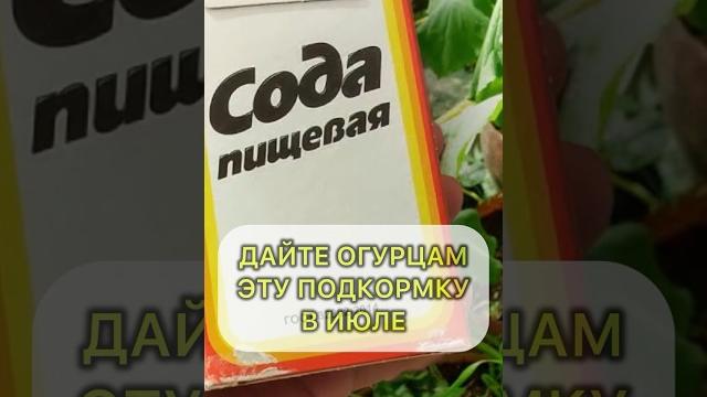 Обязательная обработка огурцов в июле содой #овощи #огород #огурцы #дача #садовод #подкормка Обязательная обработка огурцов в июле содой #овощи #огород #огурцы #дача #садовод #подкормка