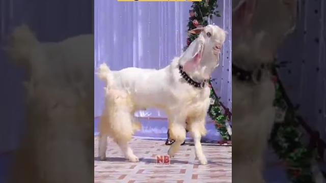 Goat faction show || #trending #funny #comedy Goat faction show || #trending #funny #comedy