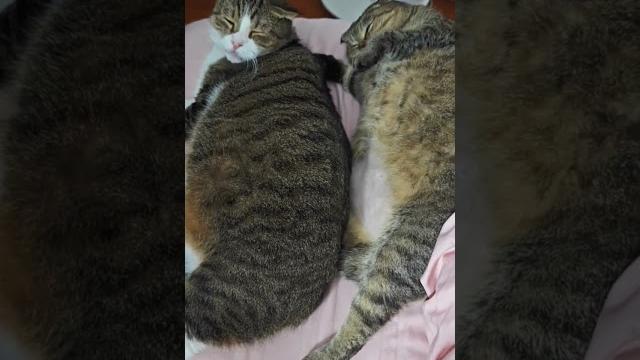 两只懒猫,吃完就睡,永远睡不醒。two lazy cats, they sleep right after eating and never wake up。#cat #catcute #小猫咪 两只懒猫,吃完就睡,永远睡不醒。two lazy cats, they sleep right after eating and never wake up。#cat #catcute #小猫咪