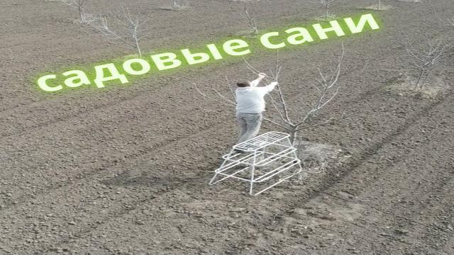 Ореховый сад после зимы. сани для обрезки. Ореховый сад после зимы. сани для обрезки.