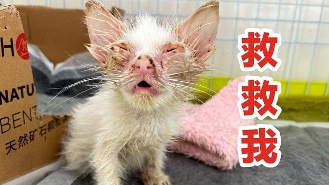 又“捡”一只流浪猫,皮包骨头发育迟缓,要活下去呀!奶猫三毛救助日记一 又“捡”一只流浪猫,皮包骨头发育迟缓,要活下去呀!奶猫三毛救助日记一