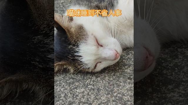 第一次看到睡這麼熟吵不醒的喵咪 #可愛 #貓咪 #眠猫らいぶ 第一次看到睡這麼熟吵不醒的喵咪 #可愛 #貓咪 #眠猫らいぶ