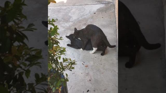 Black cat having sex with its mother Black cat having sex with its mother