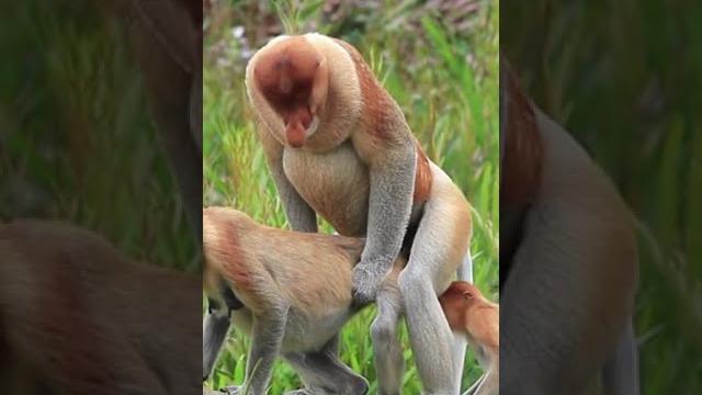 Macacos namorando - vida intima dos macacos - macacos inteligentes - animais na selva #shorts Macacos namorando - vida intima dos macacos - macacos inteligentes - animais na selva #shorts