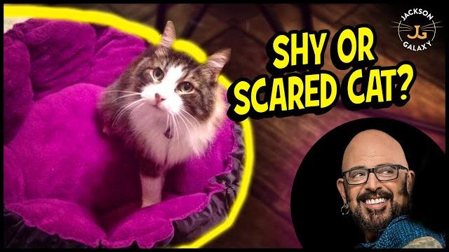 The key to helping your shy or scared cat The key to helping your shy or scared cat