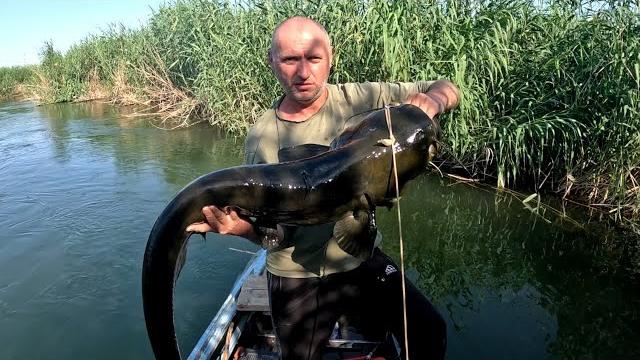 Рыбалка дельта реки или. тысячи озёр, проток, рукавов. камышовые джунгли. подводная охота. Рыбалка дельта реки или. тысячи озёр, проток, рукавов. камышовые джунгли. подводная охота.