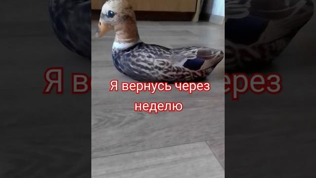 Утка Утка