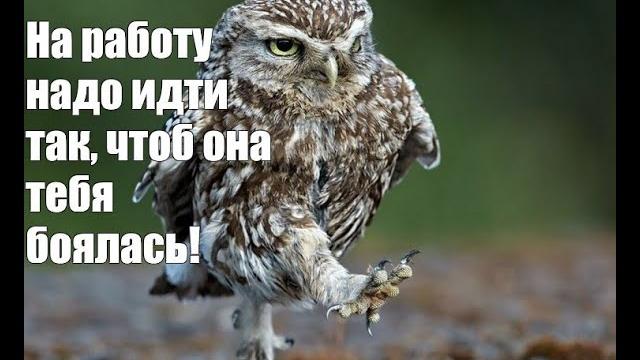 Веселые картинки. совы приколы с надписями. Веселые картинки. совы приколы с надписями.