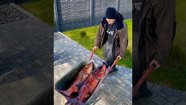 Рыбак вернулся домой. рыбалка. #рыбалка #shorts Рыбак вернулся домой. рыбалка. #рыбалка #shorts
