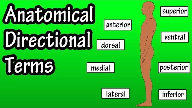 Anatomical position and directional terms - anatomical terms - directional terms anatomy Anatomical position and directional terms - anatomical terms - directional terms anatomy