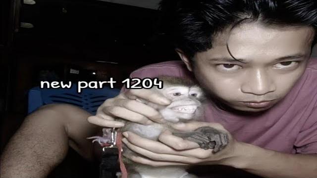 Kelanjutan gilang ojol sama monyet... Kelanjutan gilang ojol sama monyet...