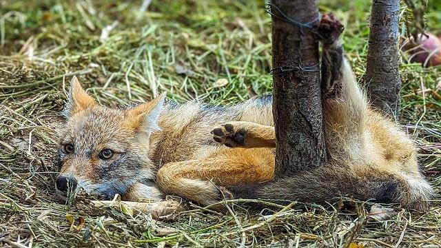 After falling into the hunter's trap, a fox was spotted with metal wire wrapped around its hind leg. After falling into the hunter's trap, a fox was spotted with metal wire wrapped around its hind leg.
