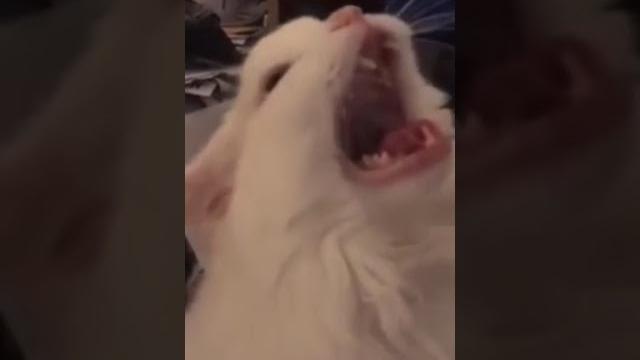 Hentai cat #shorts Hentai cat #shorts