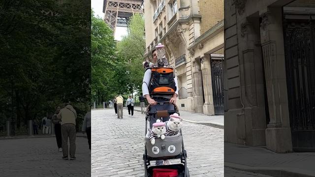 His our four cats spent their vacation in paris @lorettabritishcat #cats #travel #viral His our four cats spent their vacation in paris @lorettabritishcat #cats #travel #viral