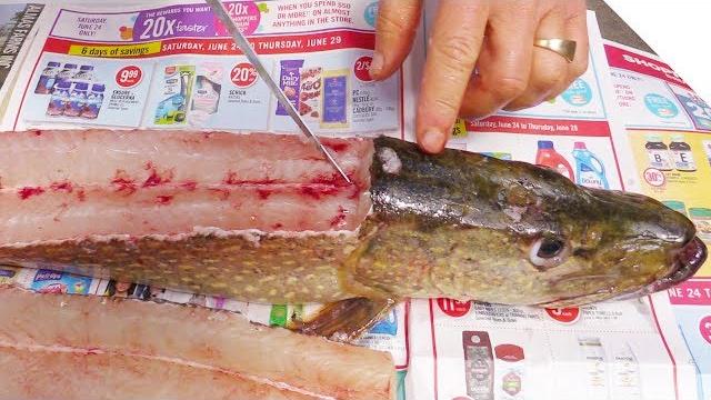 How to fillet a pike (and get 5 boneless fillets!) How to fillet a pike (and get 5 boneless fillets!)