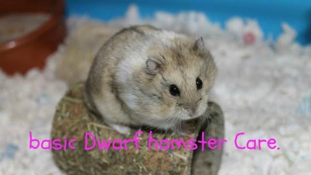 Basic dwarf hamster care Basic dwarf hamster care