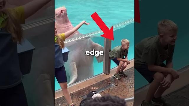 The walrus has everyone worried! (@erykatravel) The walrus has everyone worried! (@erykatravel)