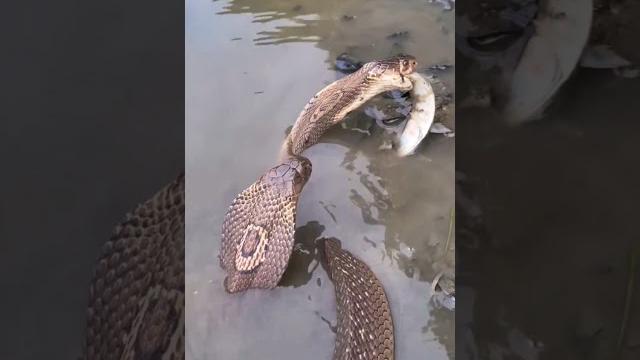 Cobra snake fishing in the wild – unseen moment! Cobra snake fishing in the wild – unseen moment!