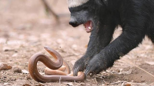 A honey badger and mole snake fight to the death A honey badger and mole snake fight to the death