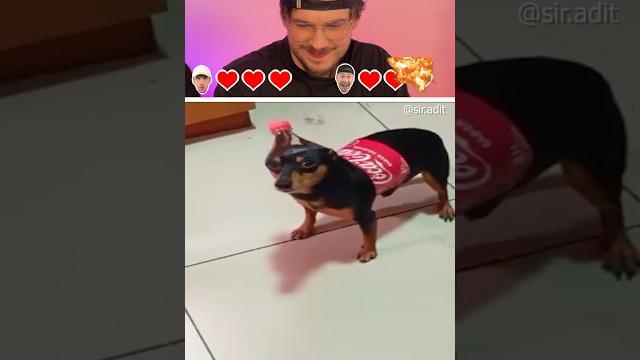 Try not to laugh | 484 #funny Try not to laugh | 484 #funny
