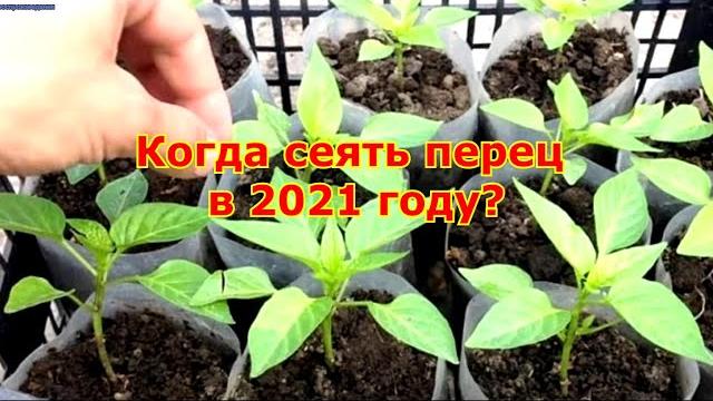 Когда сеять перец в 2021 году? Когда сеять перец в 2021 году?