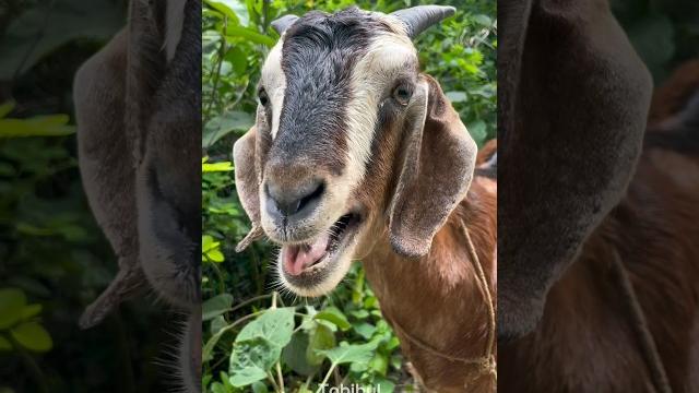 Goat sound beside the green jungle | amazing sound of a goat Goat sound beside the green jungle | amazing sound of a goat