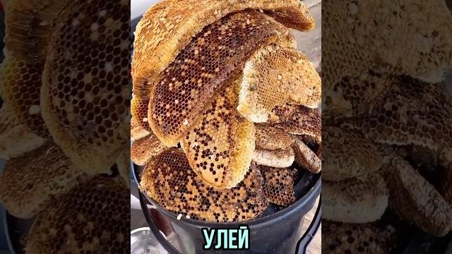 Как содержать пчел в доме Как содержать пчел в доме
