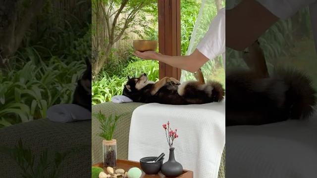 【asmr】manyu’s immersive spa | nature sounds for deep sleep & calm 【asmr】manyu’s immersive spa | nature sounds for deep sleep & calm