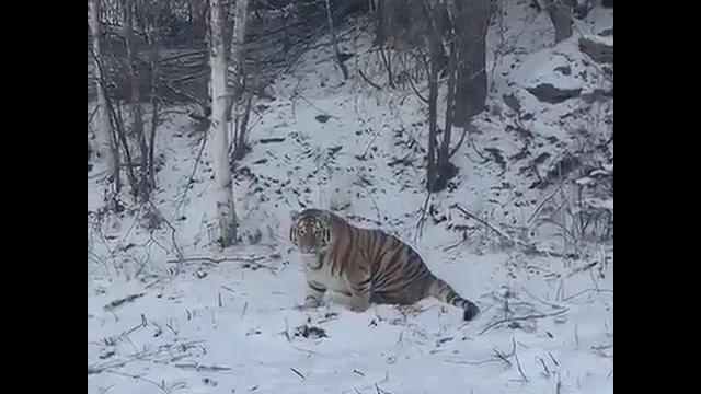 Амурский тигр | тигр зимой Амурский тигр | тигр зимой