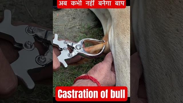 Castration of bull l dr umar khan Castration of bull l dr umar khan