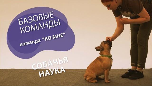 Дрессировка щенка: с чего начать? команда "ко мне". Дрессировка щенка: с чего начать? команда "ко мне".