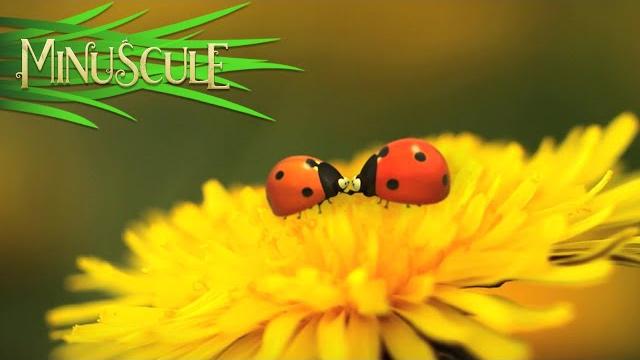 Minuscule - night of the mandibles / la nuit des mandibules Minuscule - night of the mandibles / la nuit des mandibules
