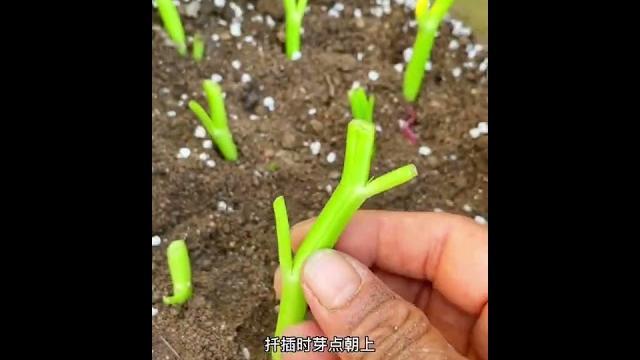 无根蔬菜超市买来就能种,越吃越多#花盆阳台种植技巧 无根蔬菜超市买来就能种,越吃越多#花盆阳台种植技巧