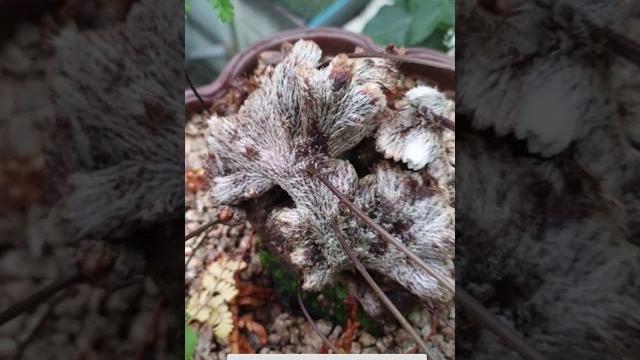 猫爪蕨类 猫爪蕨类