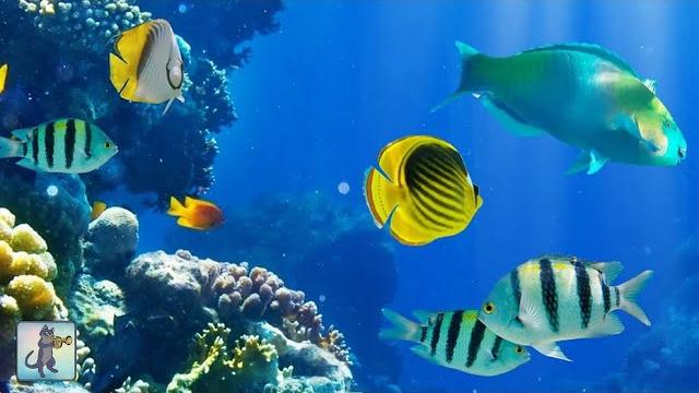 2 hours of beautiful coral reef fish, relaxing ocean fish, & stunning aquarium relax music 2 hours of beautiful coral reef fish, relaxing ocean fish, & stunning aquarium relax music