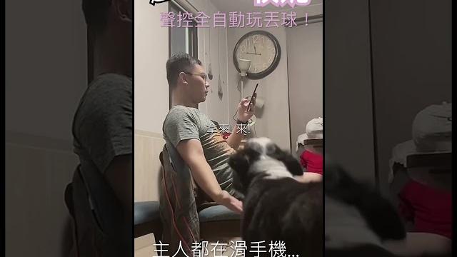 邊境牧羊犬就是這樣玩! 聲控邊境牧羊犬-牧妮丟接球! 邊境牧羊犬就是這樣玩! 聲控邊境牧羊犬-牧妮丟接球!