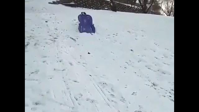 Köpek işi biliyor. Köpek işi biliyor.