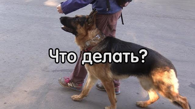 Кусает руки, что делать, как работать с кормом Кусает руки, что делать, как работать с кормом