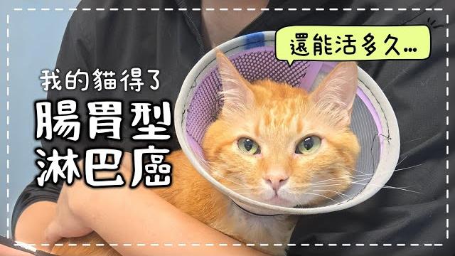 【魚乾】貓咪癌症怎麼辦?從發現到化療/治療費用/情緒轉變紀錄。#貓咪癌症 【魚乾】貓咪癌症怎麼辦?從發現到化療/治療費用/情緒轉變紀錄。#貓咪癌症
