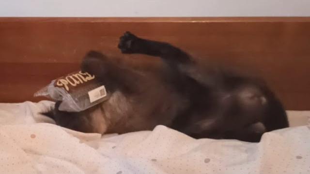 Siamese cat trying to unwrap cat corner scratcher - meimei can smell something #funny #cute Siamese cat trying to unwrap cat corner scratcher - meimei can smell something #funny #cute