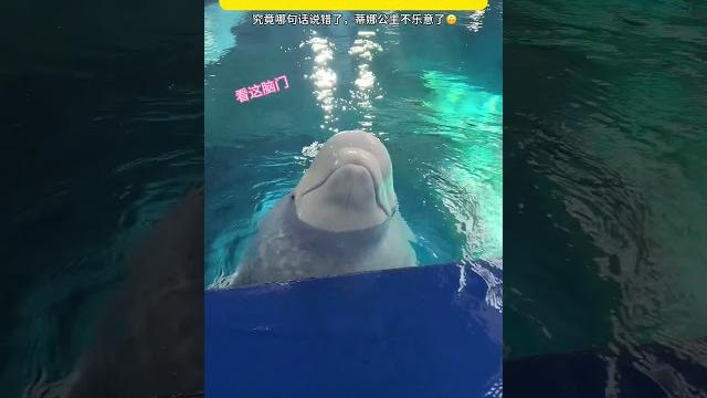 你们的白鲸也会搞偷袭吗?白鲸 动物的迷惑行为 去亚特看白鲸 你们的白鲸也会搞偷袭吗?白鲸 动物的迷惑行为 去亚特看白鲸