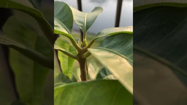 Mango tree from seed . Mango tree from seed .