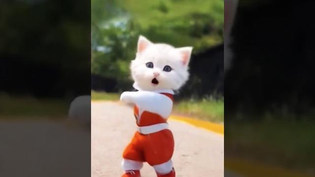 Kucing imut joget lucu #kucing #kucinglucu #kucingjoget Kucing imut joget lucu #kucing #kucinglucu #kucingjoget