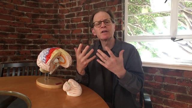 Dr. dan siegel's hand model of the brain Dr. dan siegel's hand model of the brain