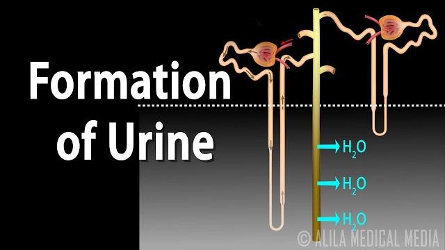Formation of urine - nephron function, animation. Formation of urine - nephron function, animation.