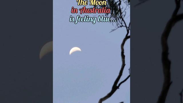 Blue moon - fleur e art Blue moon - fleur e art