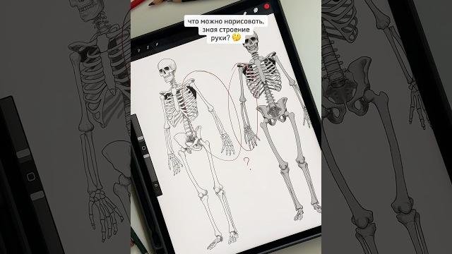 Что можно нарисовать, зная строение руки? как это работает, написала в тг канале sokolovajuschool Что можно нарисовать, зная строение руки? как это работает, написала в тг канале sokolovajuschool